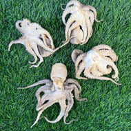 Baby Octopus - Bag of 5 - Freeze Dried Treats for Dogs & Cat