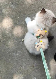 Cat Harness + Leash Series