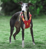 Lightweight Harness with Tracking Pouch - Outdoor pets gear - various colors
