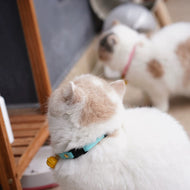 Cat Bell Collar