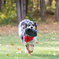 Kong Extreme Flyer Rubber Disc Dog Toy