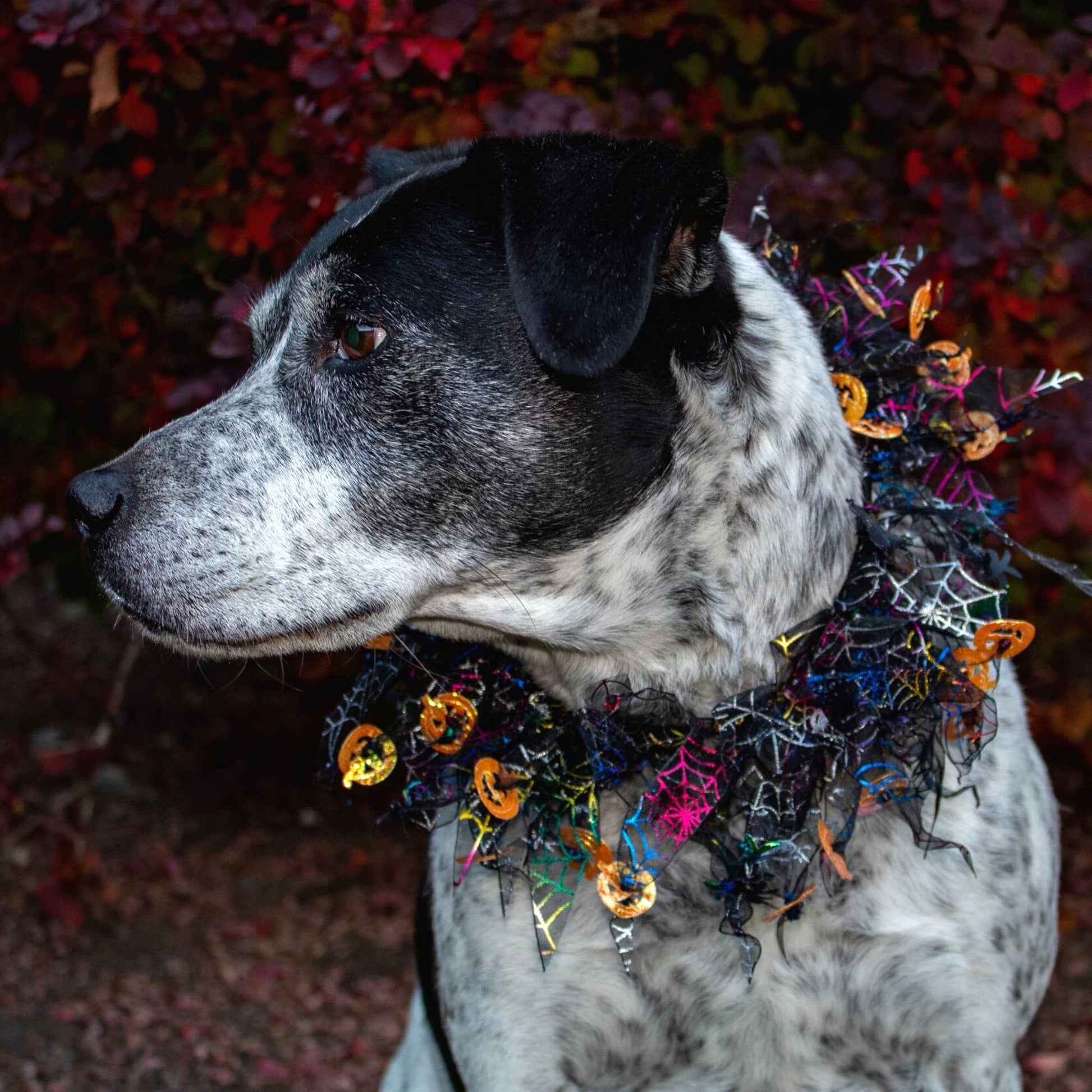Midlee Pumpkin & Spider Web Halloween Decorative Dog Collar