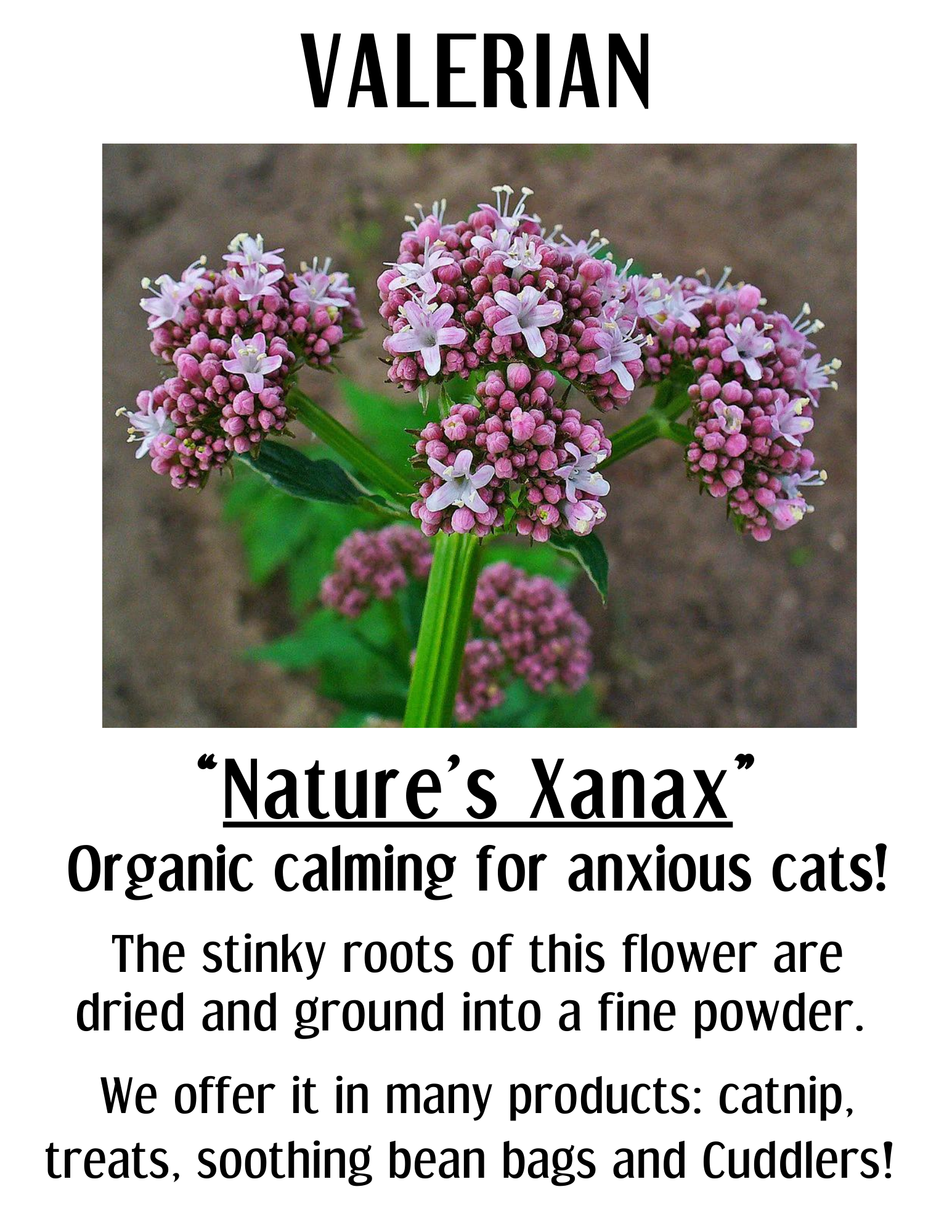 Organic Catnip & Valerian Blend Bag | New Printable!