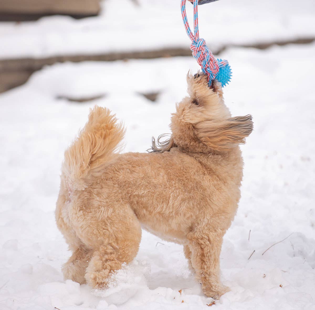 ThoozyPet Knotted Tug Rope Dog Toy with TPR Spike Ball Blue