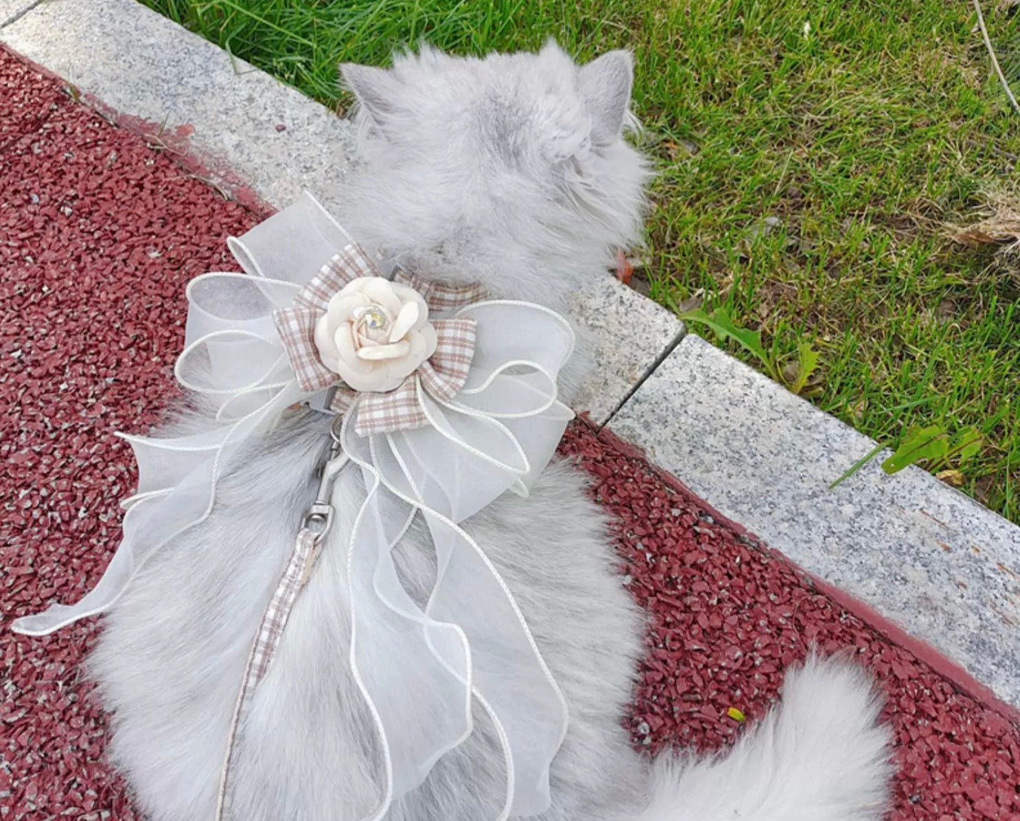 Camellia Series - Small Cat or Small Dog Camellia Flower Outdoor Elegant Adjustable Harness and Leash Set