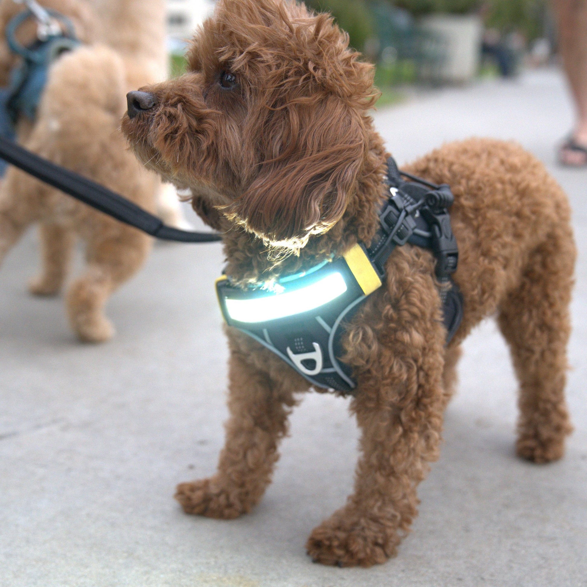 Lumi One - Lighting Your Path at Night!