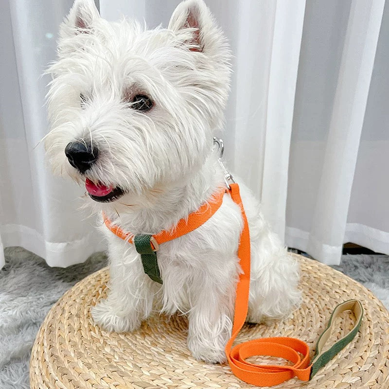 Canvas Leash/Harness
