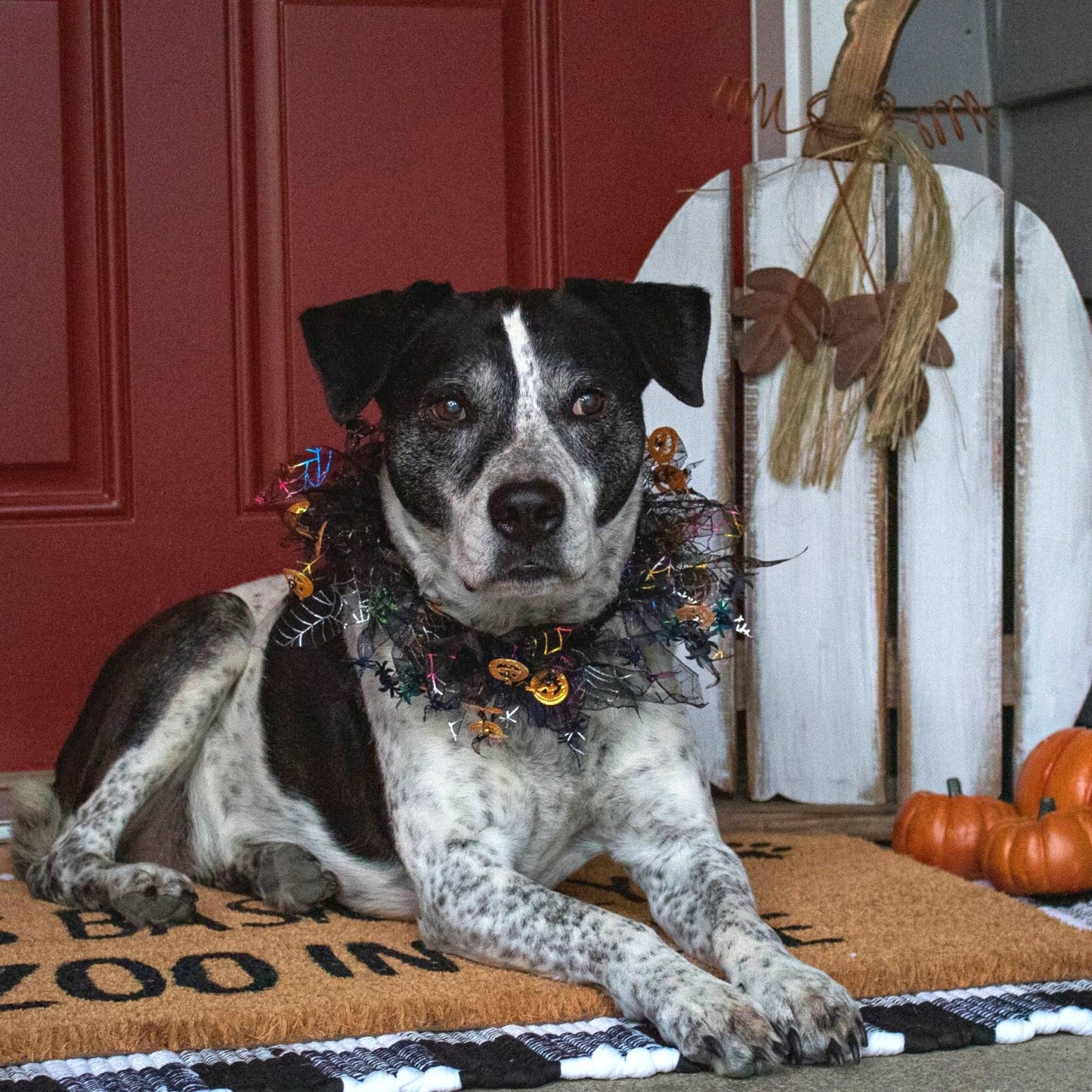 Midlee Pumpkin & Spider Web Halloween Decorative Dog Collar