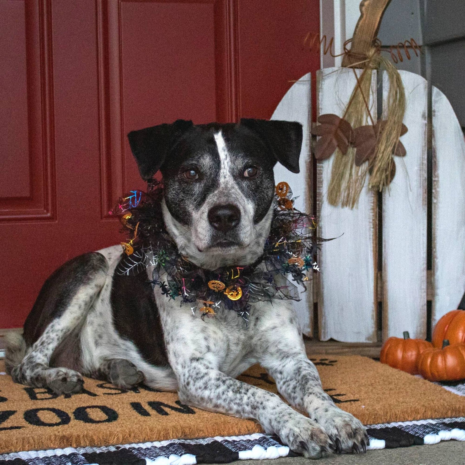 Midlee Pumpkin & Spider Web Halloween Decorative Dog Collar
