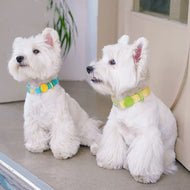 Waterproof collar and leash