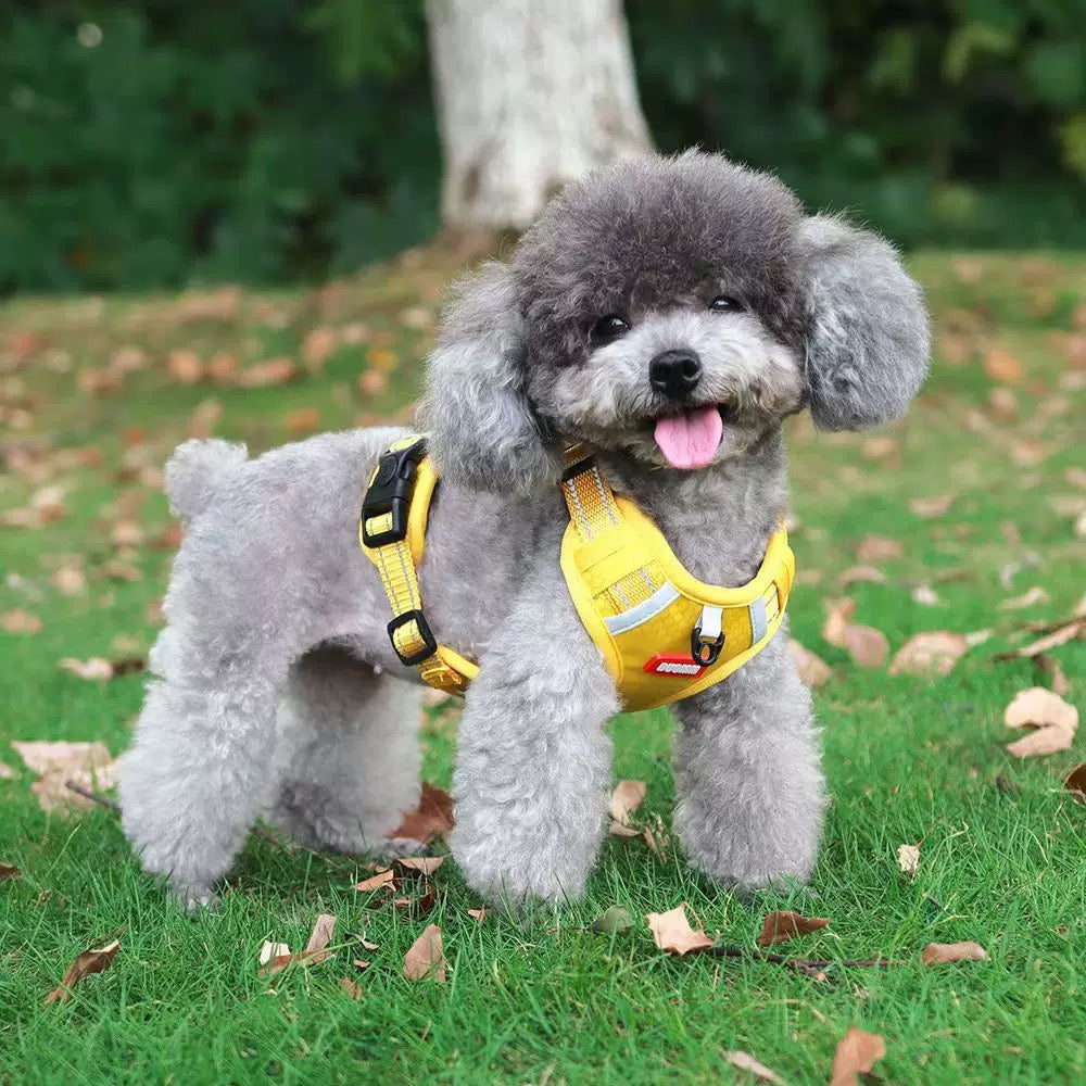 Harness ONLY