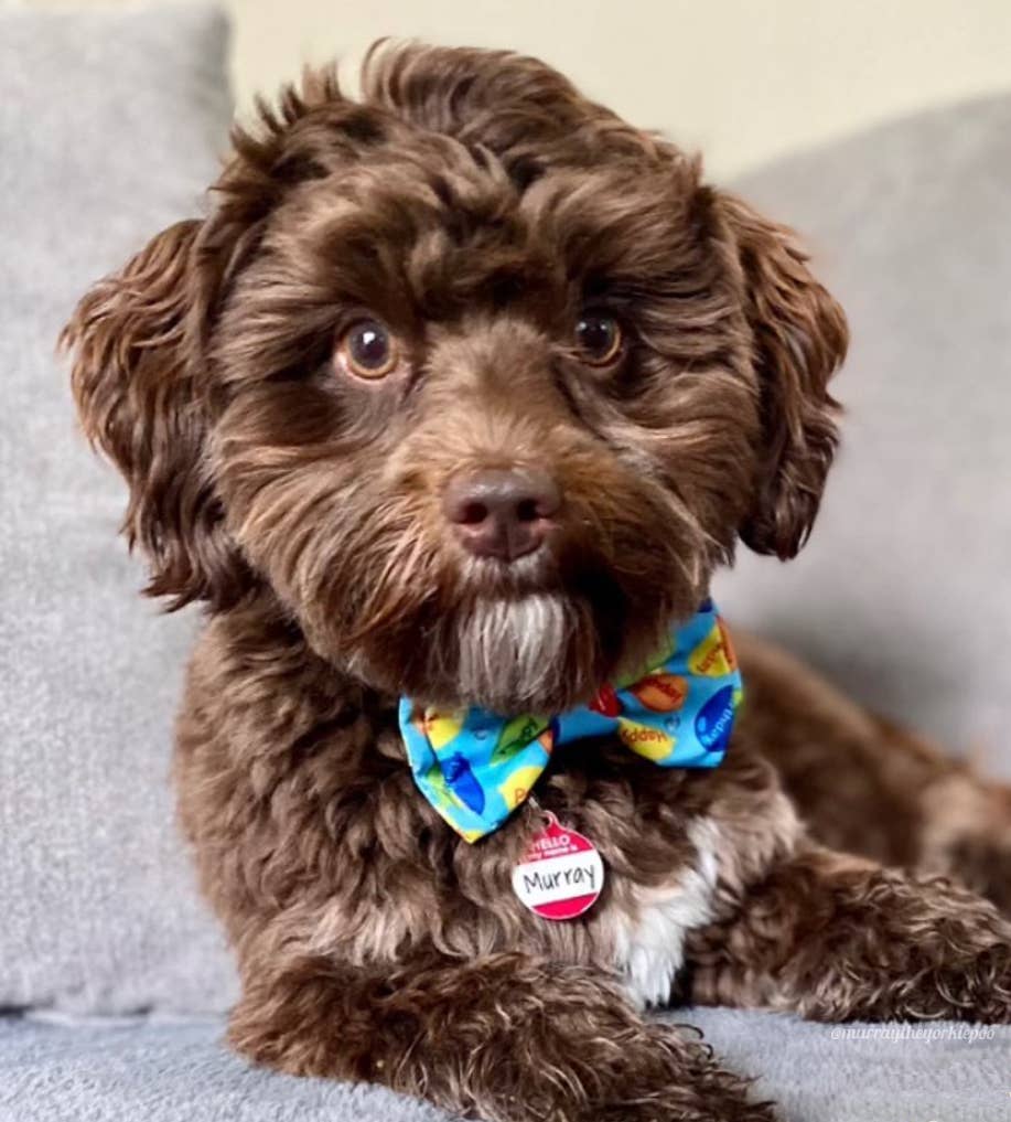 Party Time Blue Bow Tie