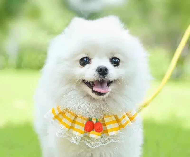 Bib Style Harness + Leash Set