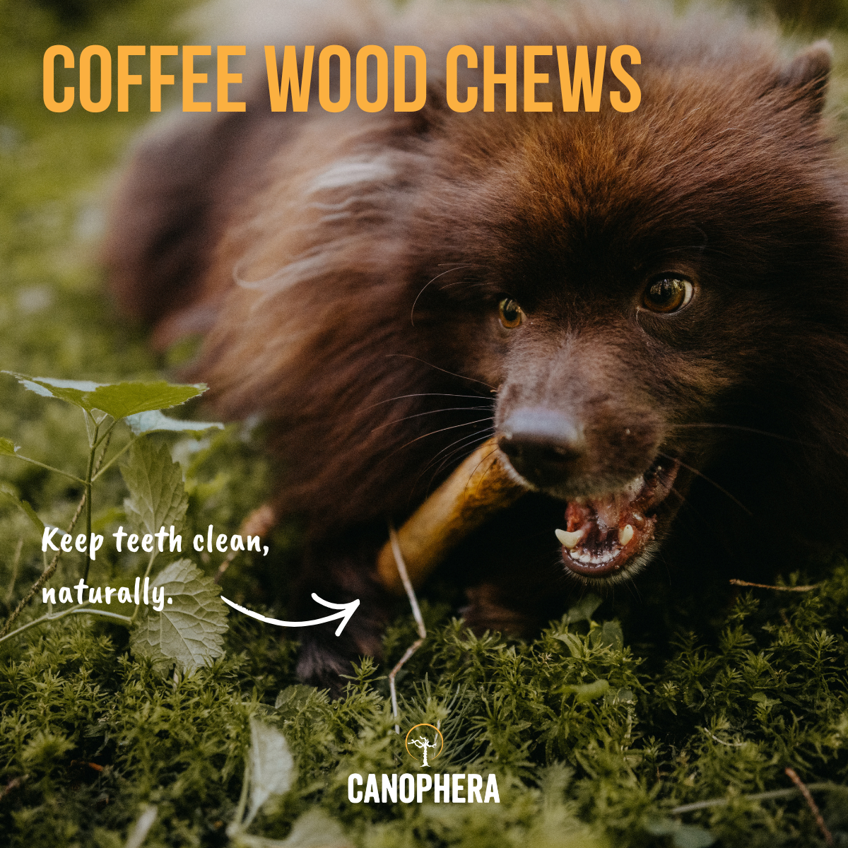 Dog Chew Stick Made of Coffee Wood.