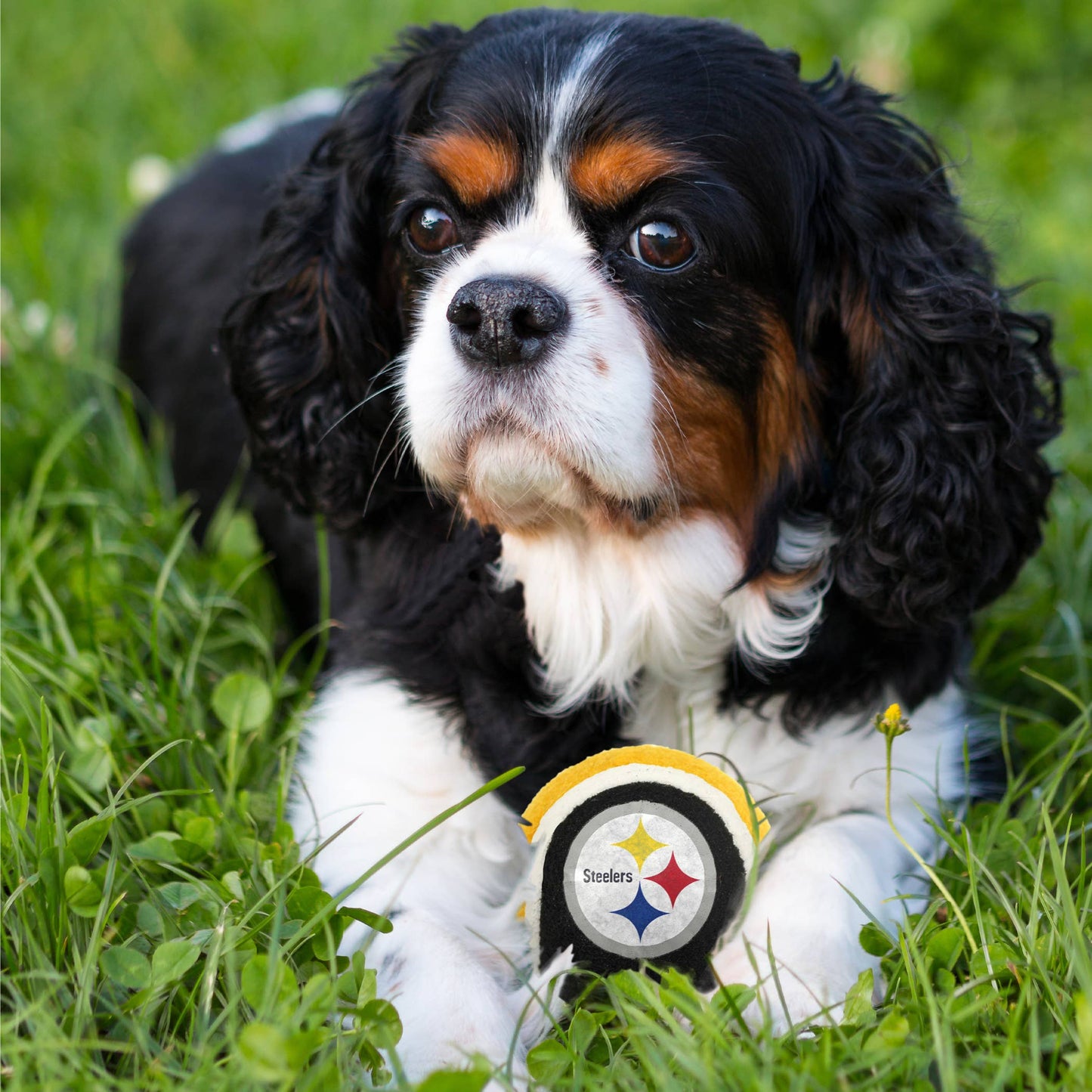 Pittsburgh Steelers 2-PC Tennis Ball