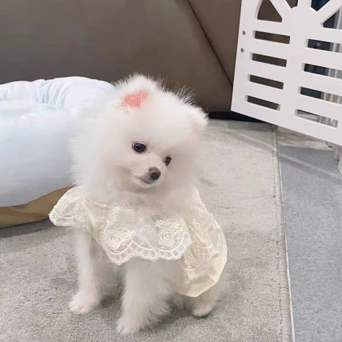 White Lace Dress Dog & Cat, Light Oatmeal