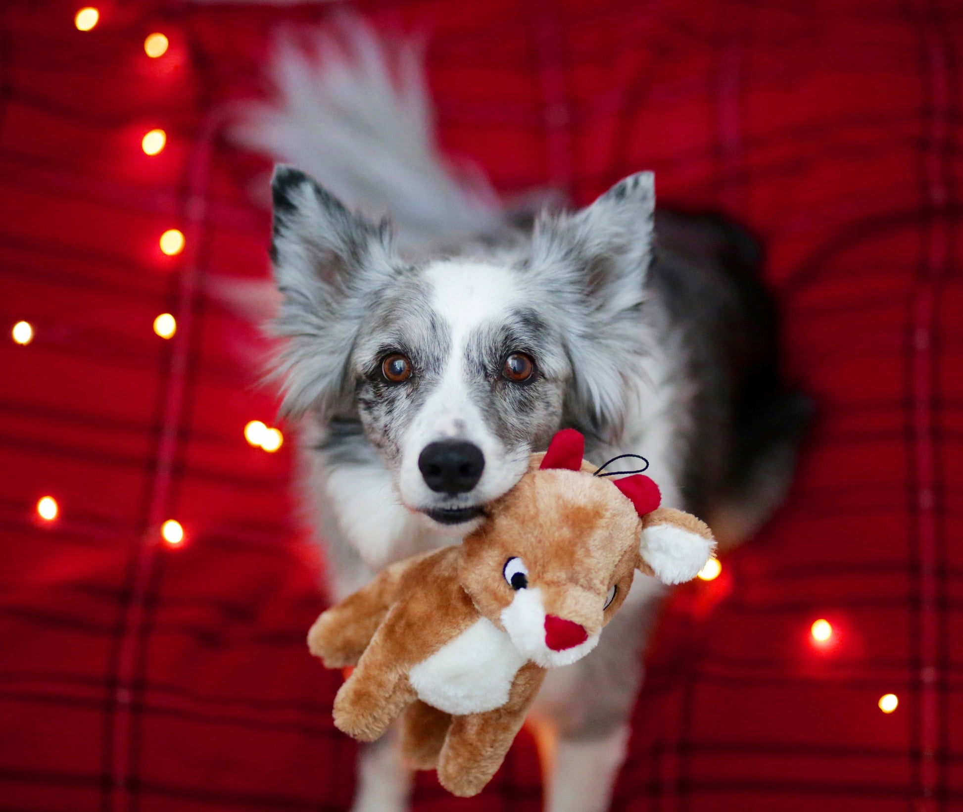 ZippyPaws Holiday Deluxe Reindeer