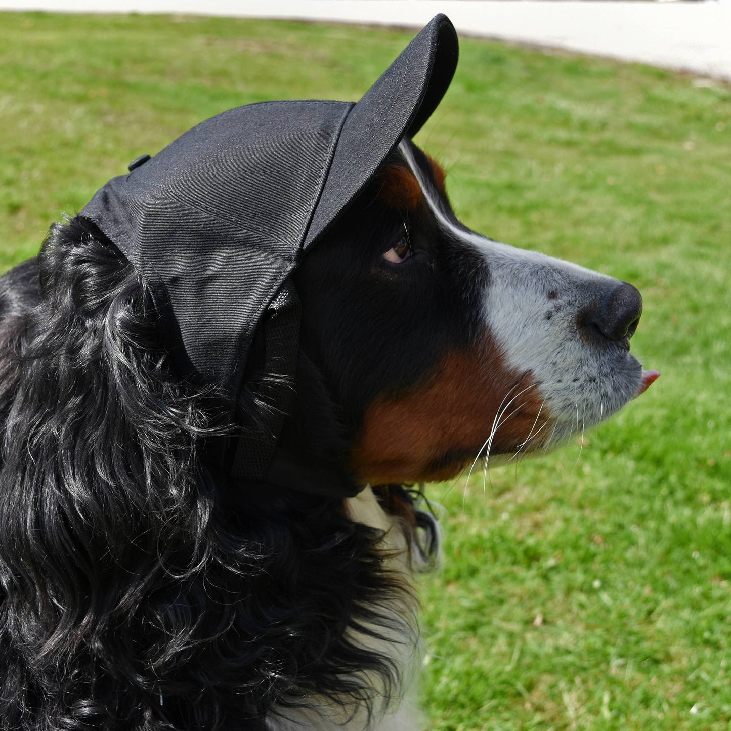 MLB Pittsburgh Pirates Pet Baseball Hat
