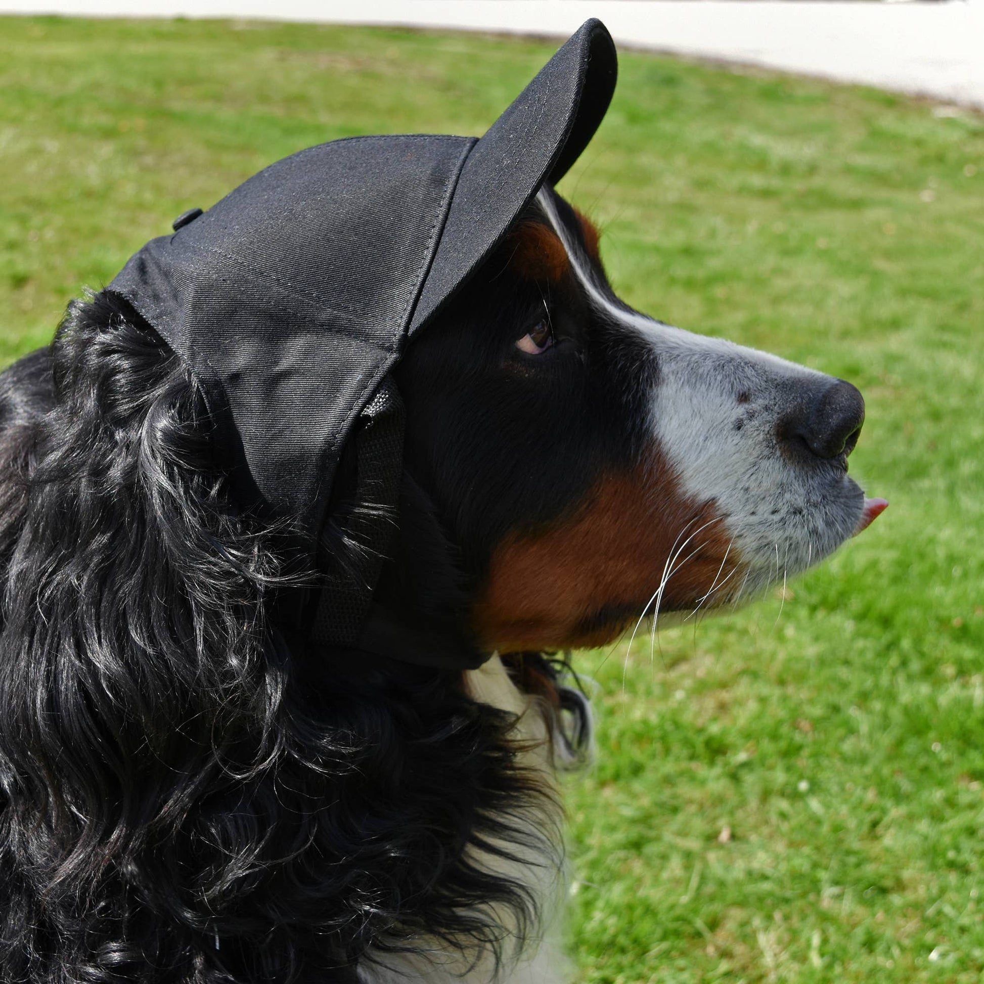 MLB Pittsburgh Pirates Pet Baseball Hat