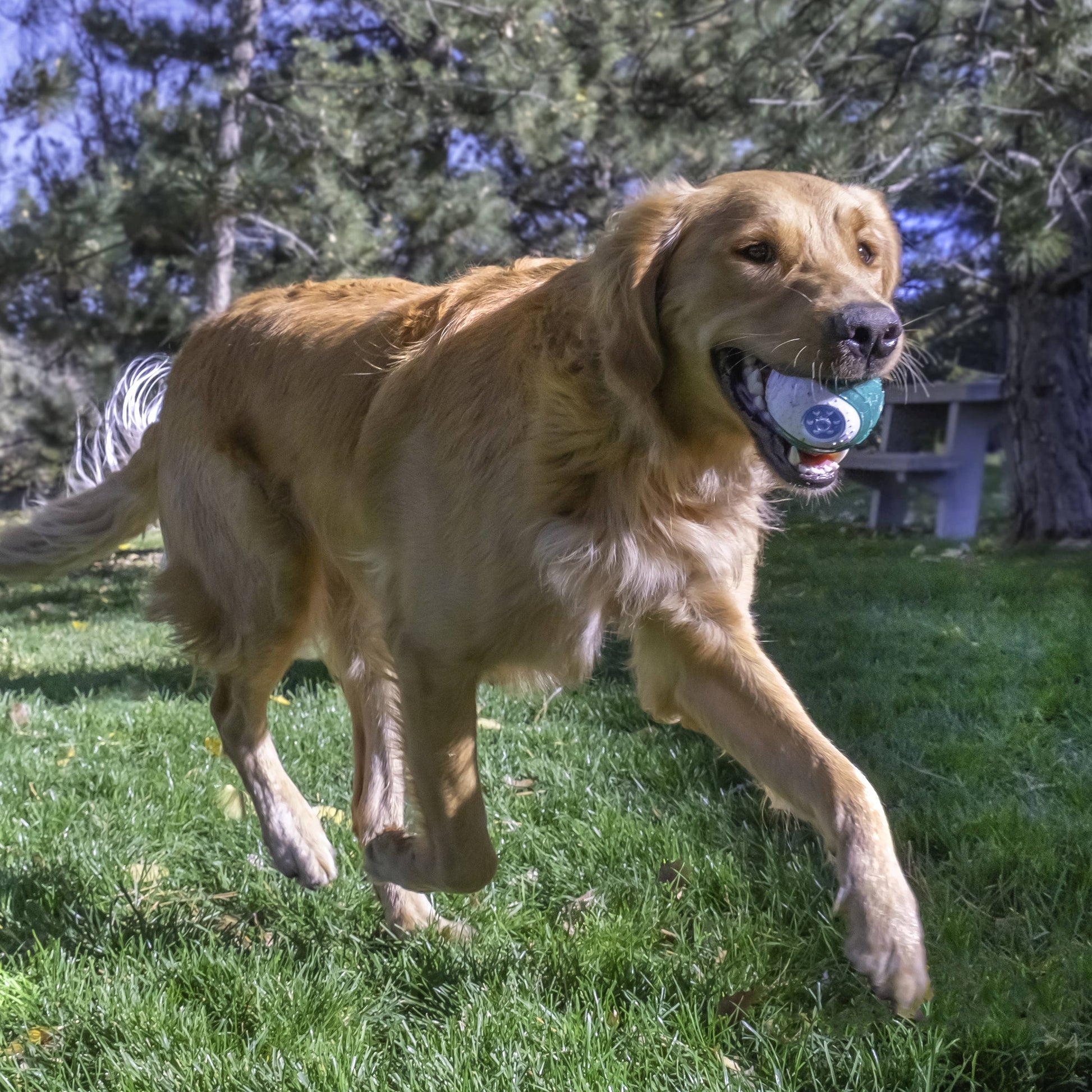KONG® Dental Ball Dog Chew Toy Large