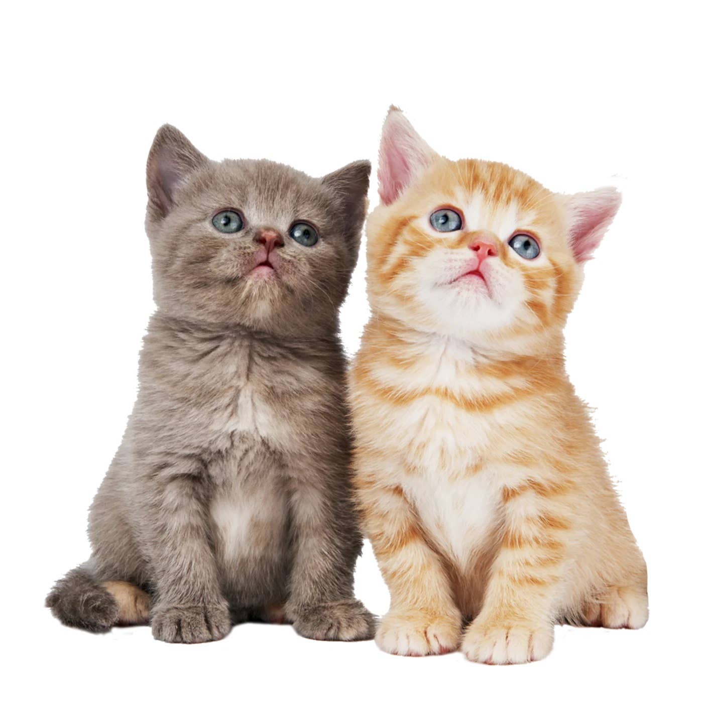 Pet Eyez Vitamin Treats for Cats Lamb Formula 1oz