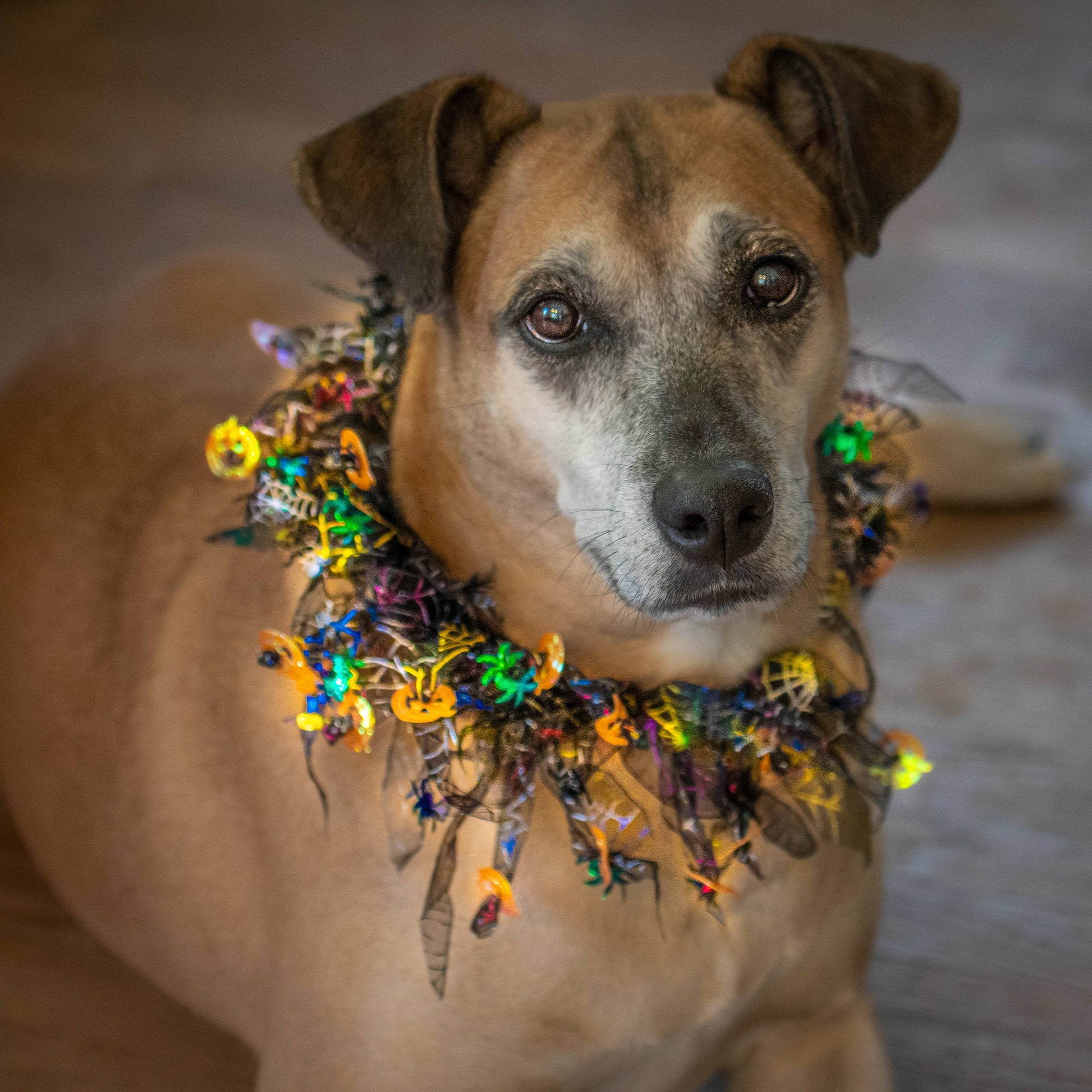 Midlee Pumpkin & Spider Web Halloween Decorative Dog Collar