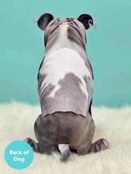 Gray Pitbull 1ct
