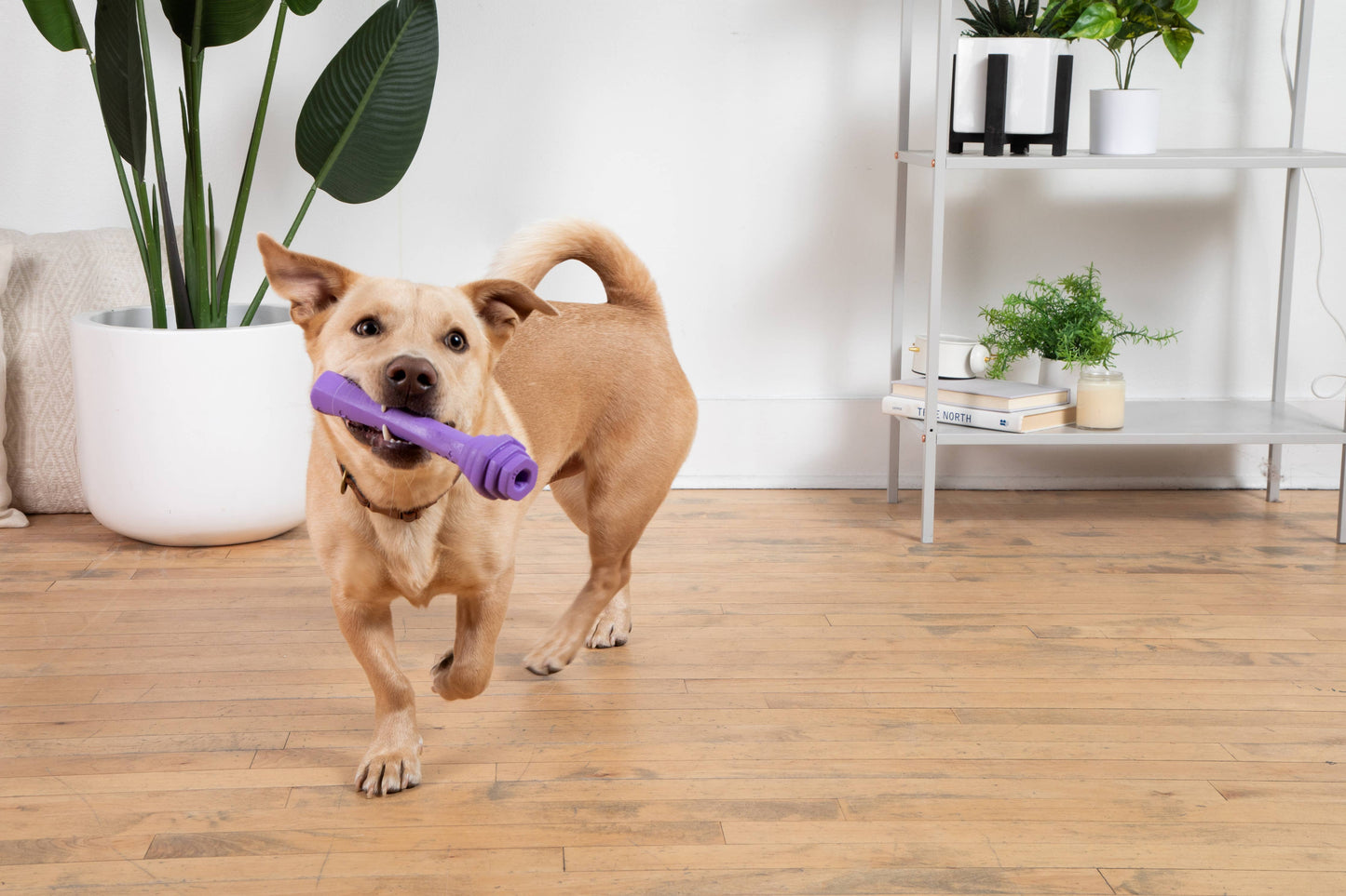 Project Hive Calming Lavender Scent Hive Fetch Stick Purple
