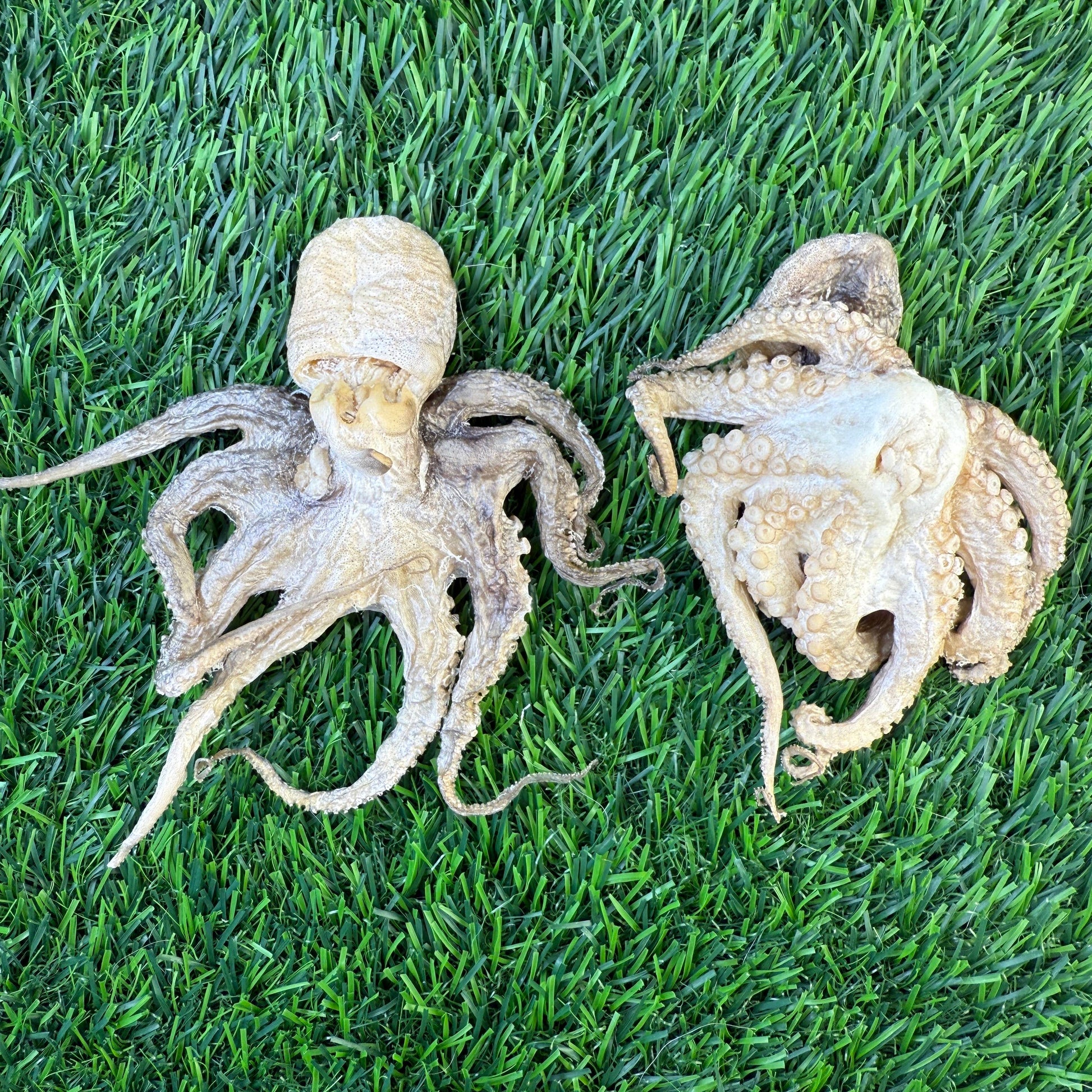 Baby Octopus - Bag of 5 - Freeze Dried Treats for Dogs & Cat