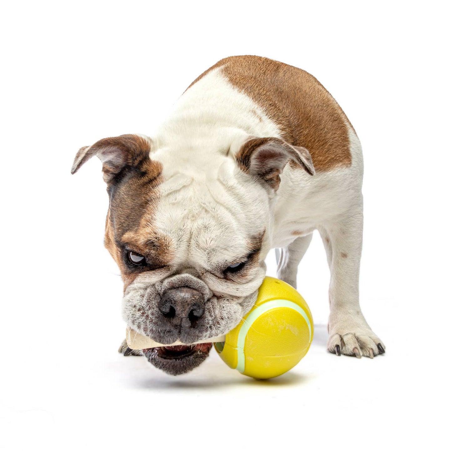 GURU Pet Company Tennis Treat Ball Dog Chew Toy MED