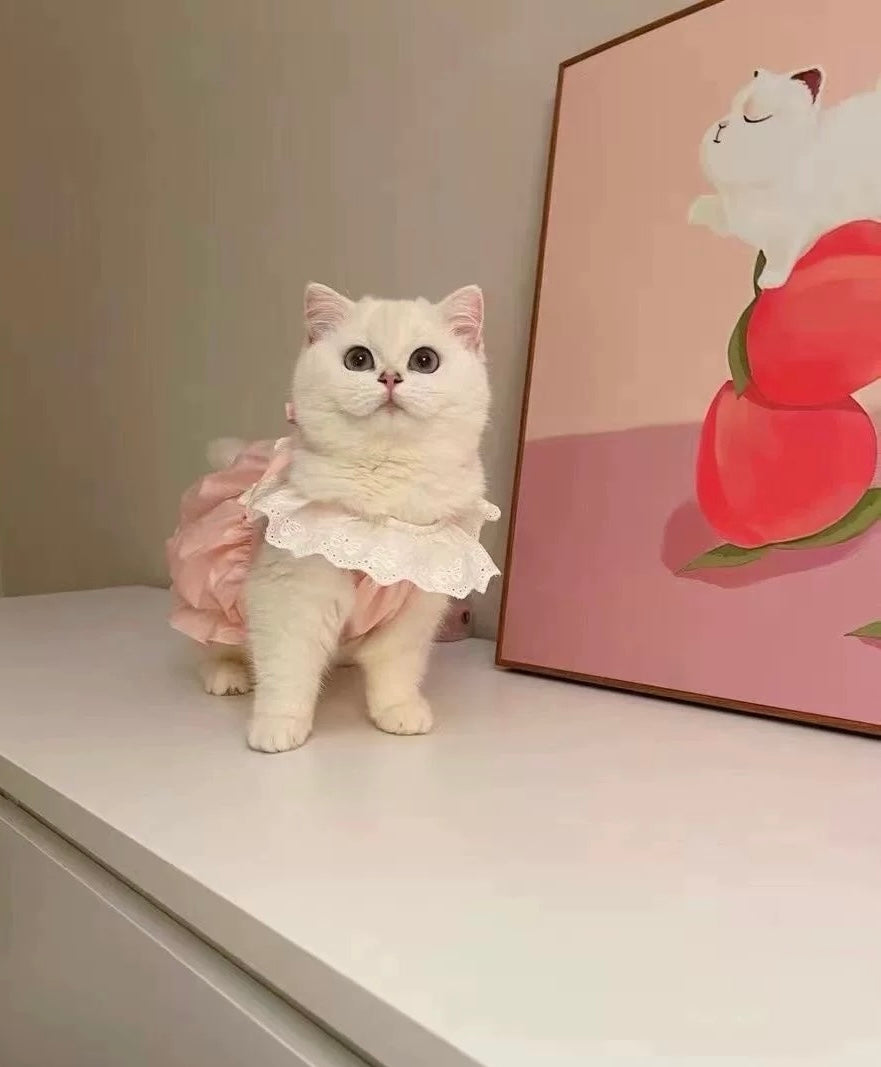 Macaron Princess Style Lace Dress