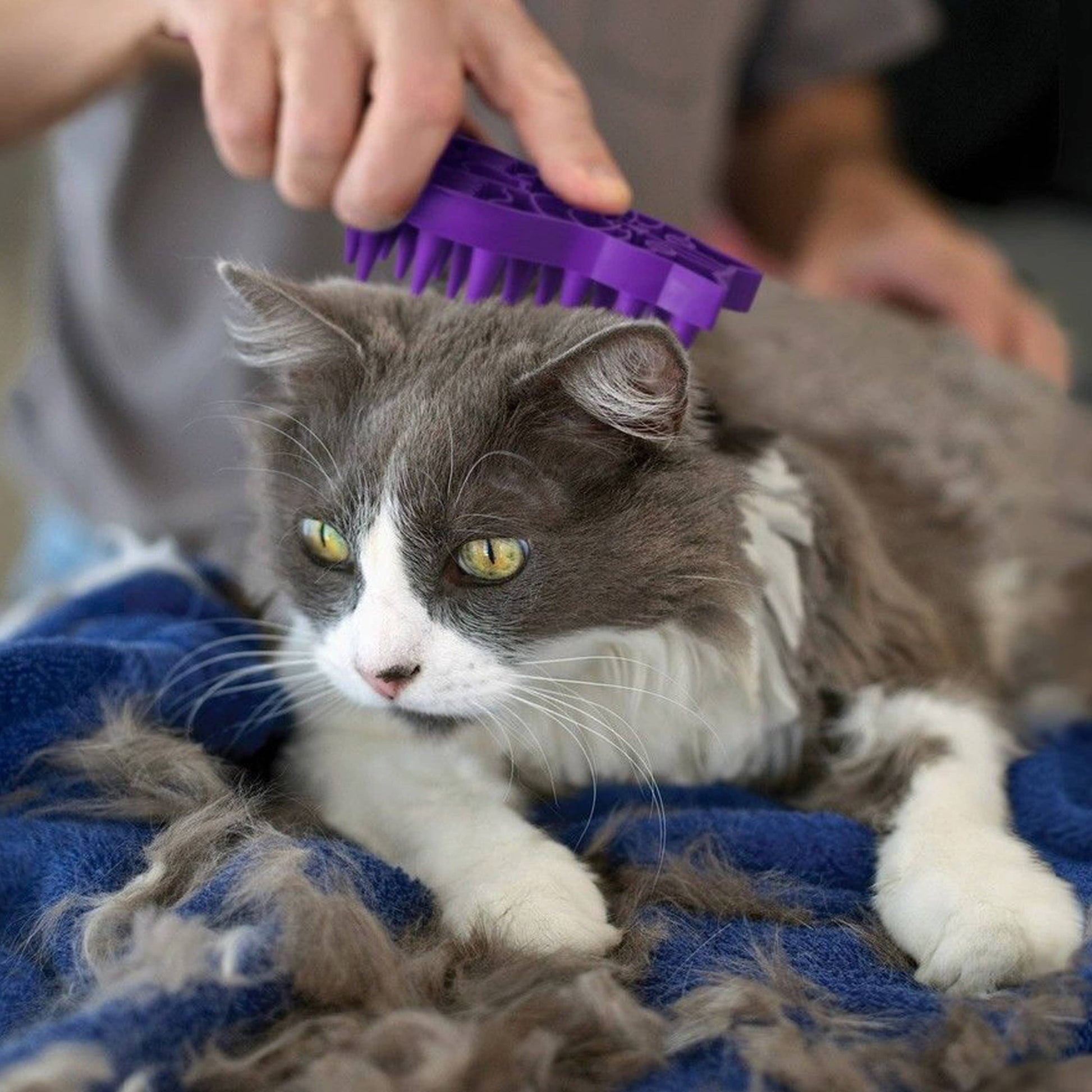 KONG® Cat ZoomGroom® Brush