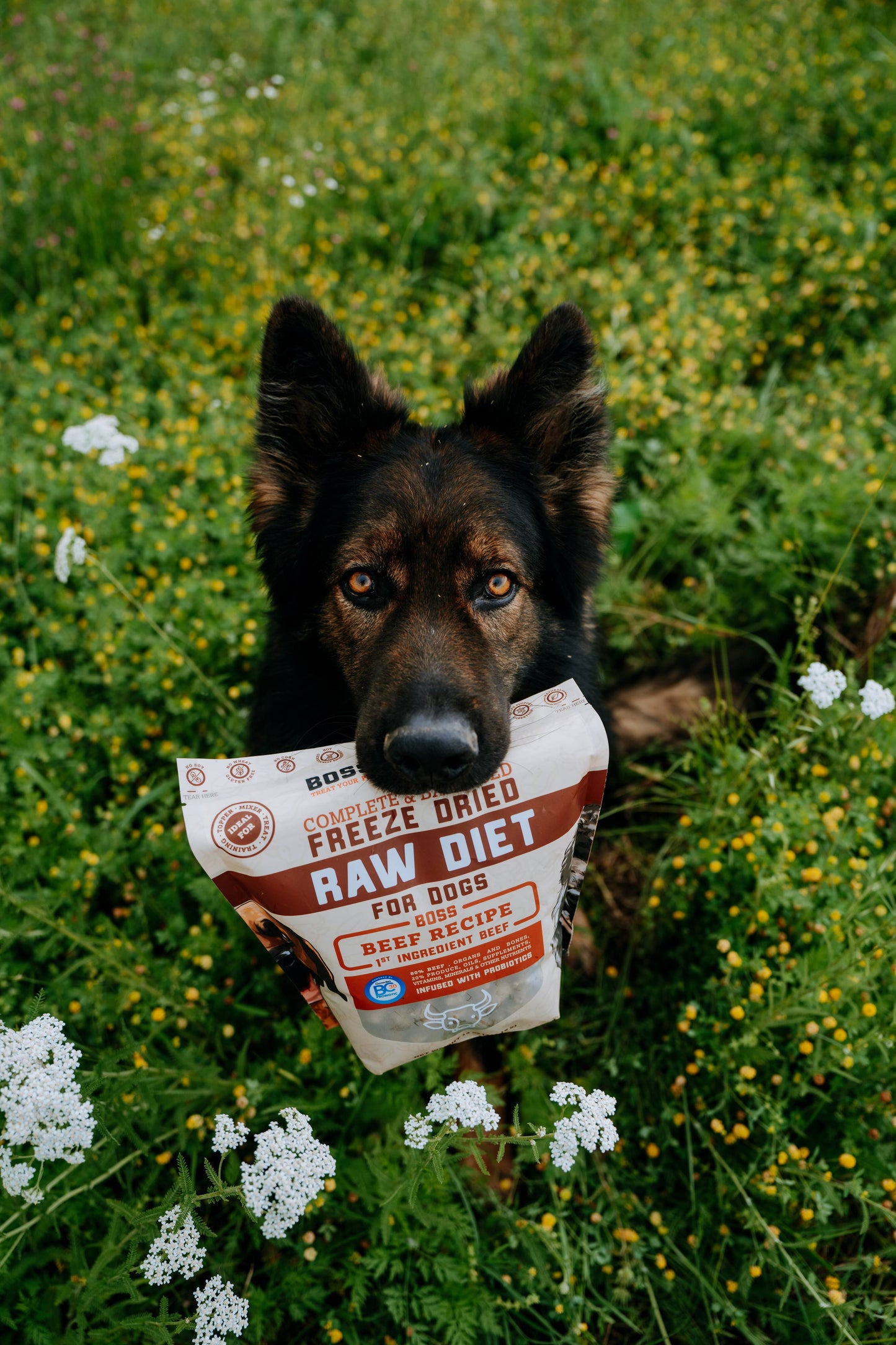 Boss Dog Freeze Dried Raw Diet - Beef (12oz)