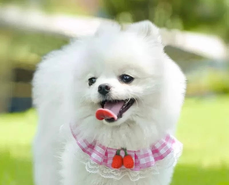 Bib Style Harness + Leash Set