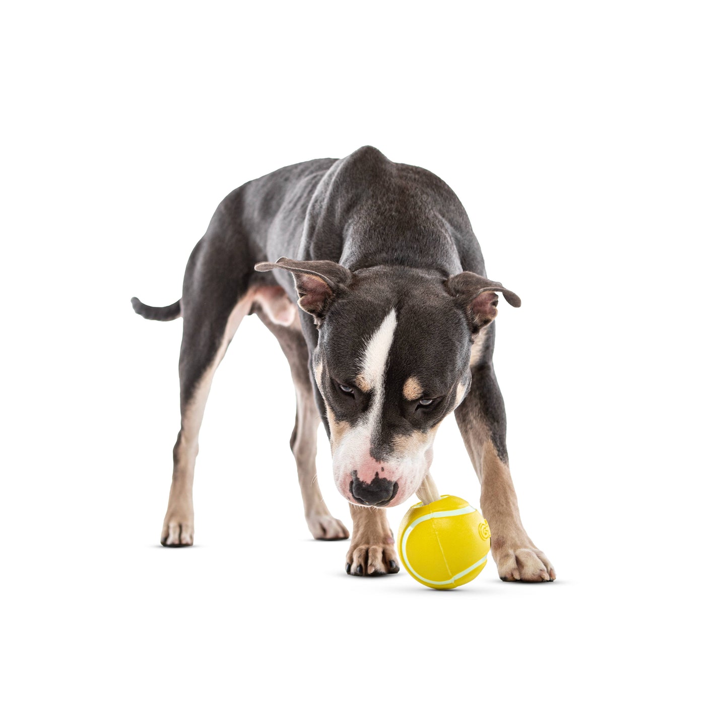 GURU Pet Company Tennis Treat Ball Dog Chew Toy MED