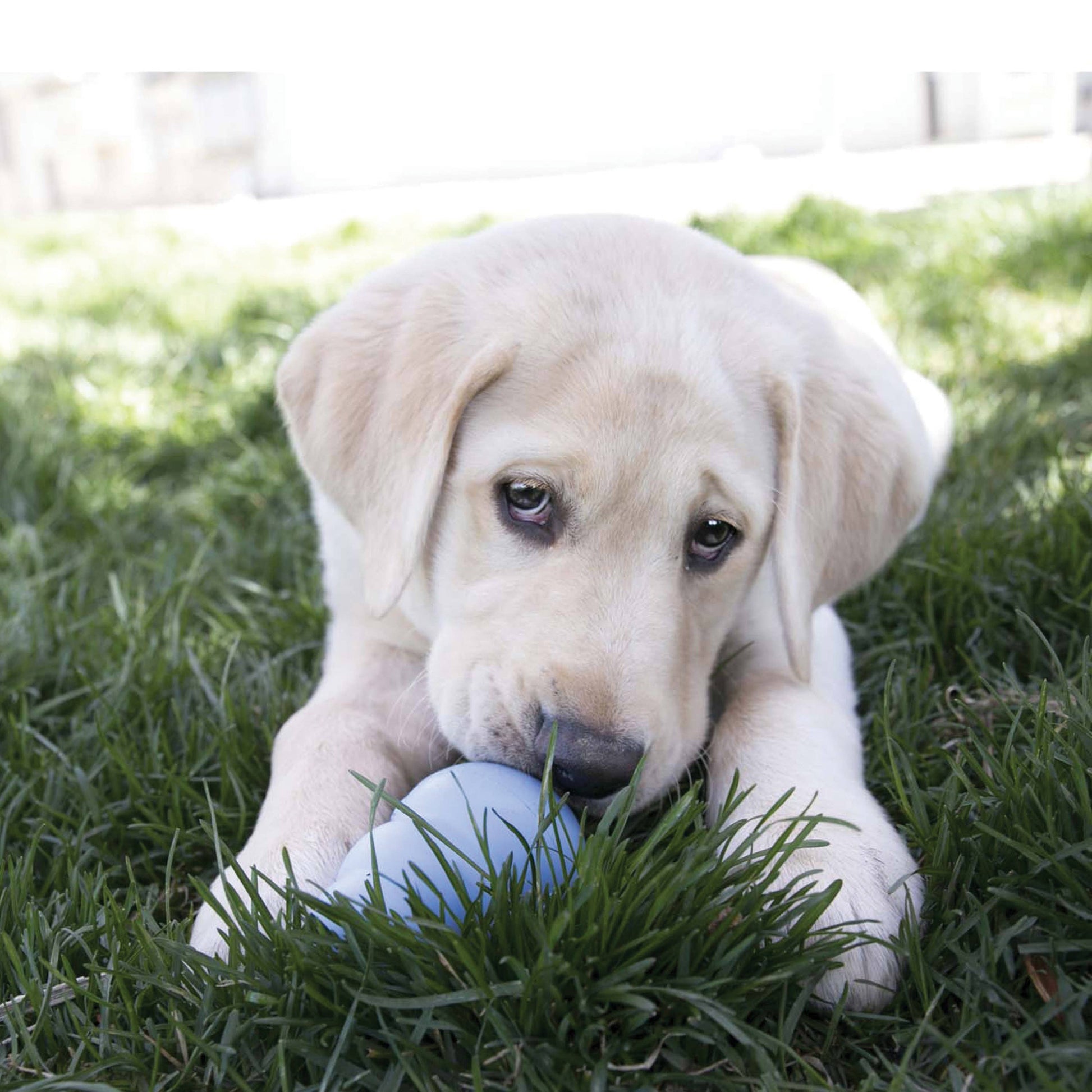 KONG® Snacks® Puppy Small