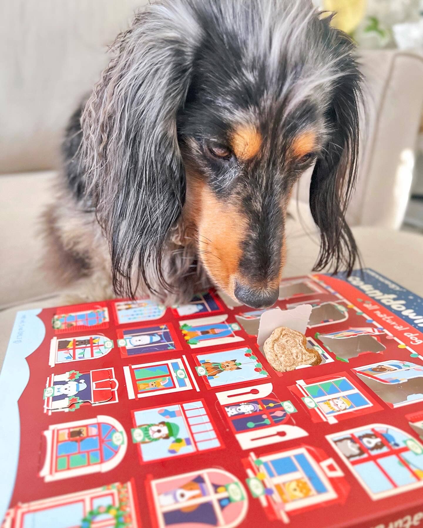 Spunky Pup - Advent Calendar - 25 Days of Dog Treats - Holiday