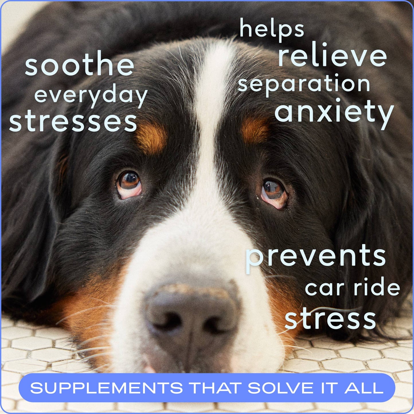 Native Pet - Calm Chews Anxiety & Calming Supplement for Dogs