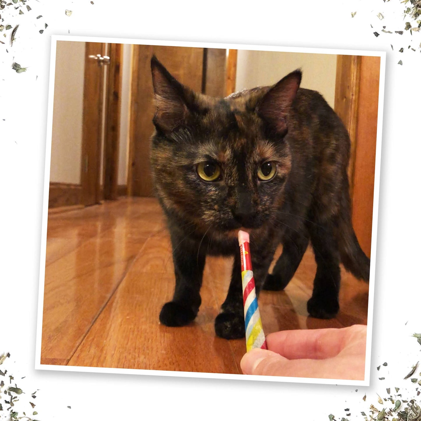 Meowijuana Birthjays - Party Sized Catnip Joints