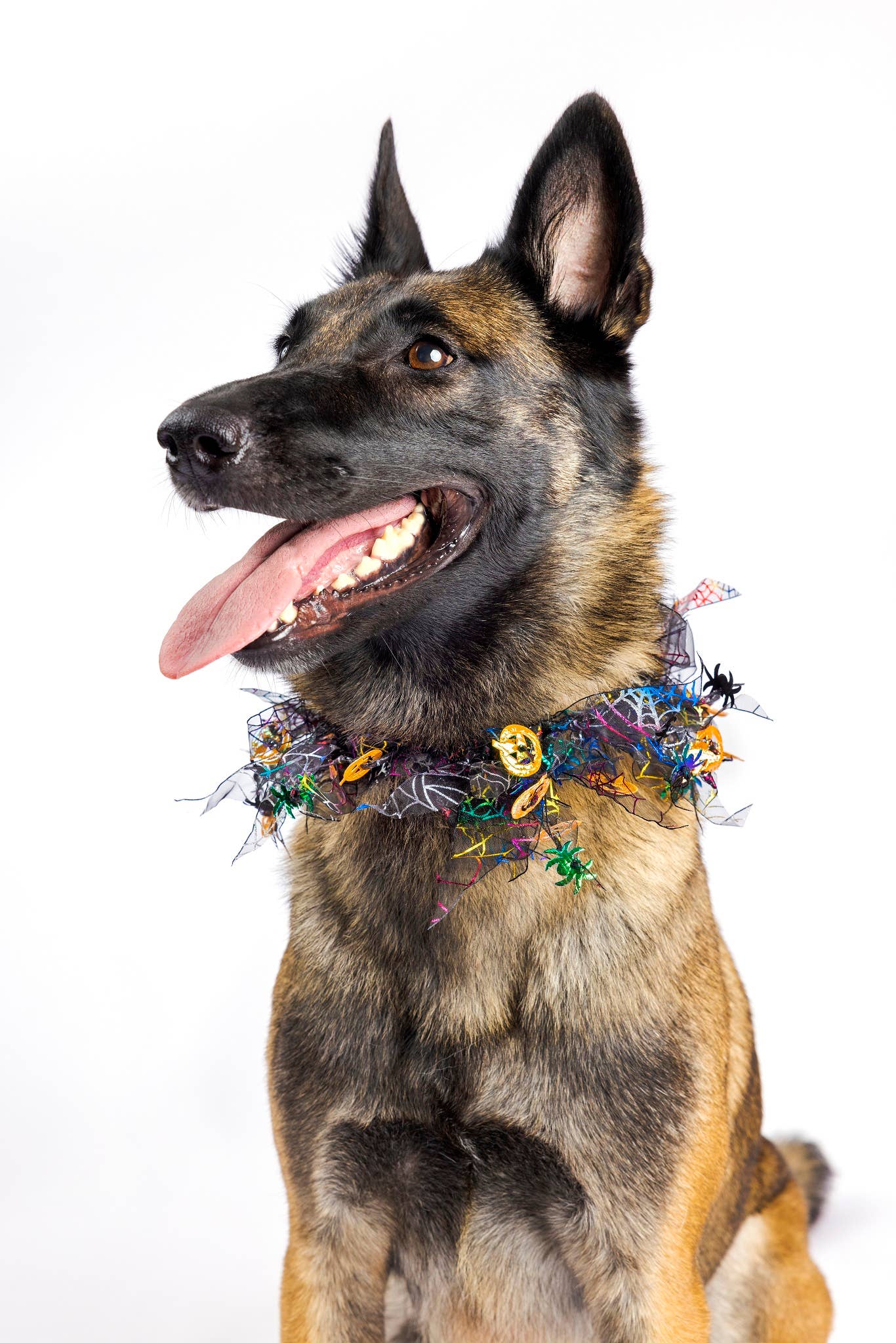 Midlee Pumpkin & Spider Web Halloween Decorative Dog Collar