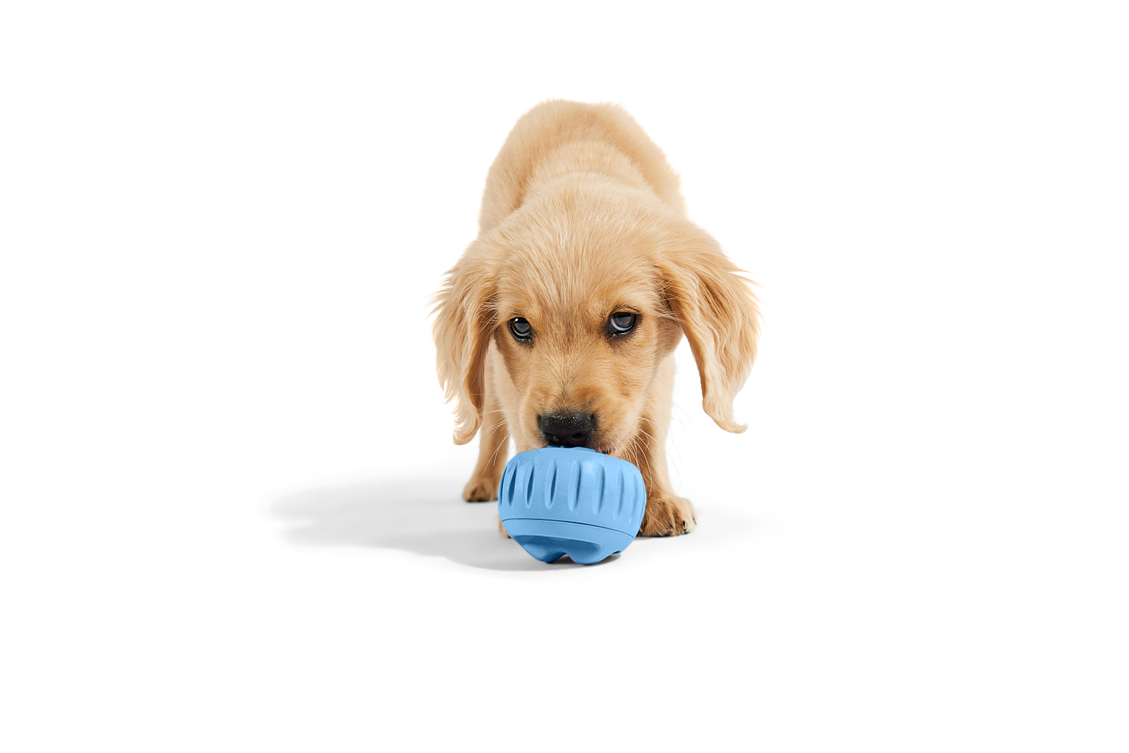 The Pupsicle - Wholesale Exclusive Color