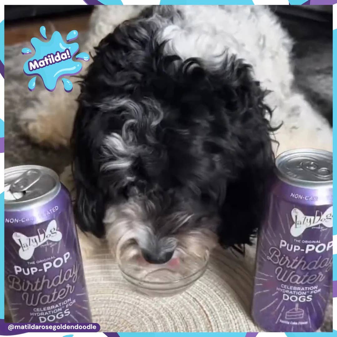 Lazy Dog Pup-POP Birthday Water Vanilla Cake Flavor 1ct
