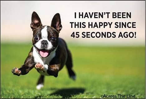 Magnet-I haven't been this happy since 45 seconds ago!