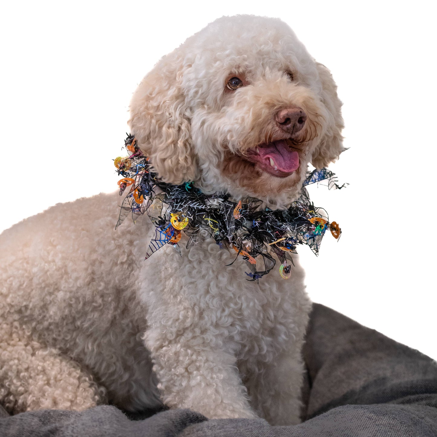 Midlee Pumpkin & Spider Web Halloween Decorative Dog Collar