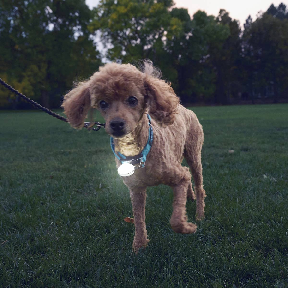 Nite Ize SpotLit® Rechargeable Collar Light - White