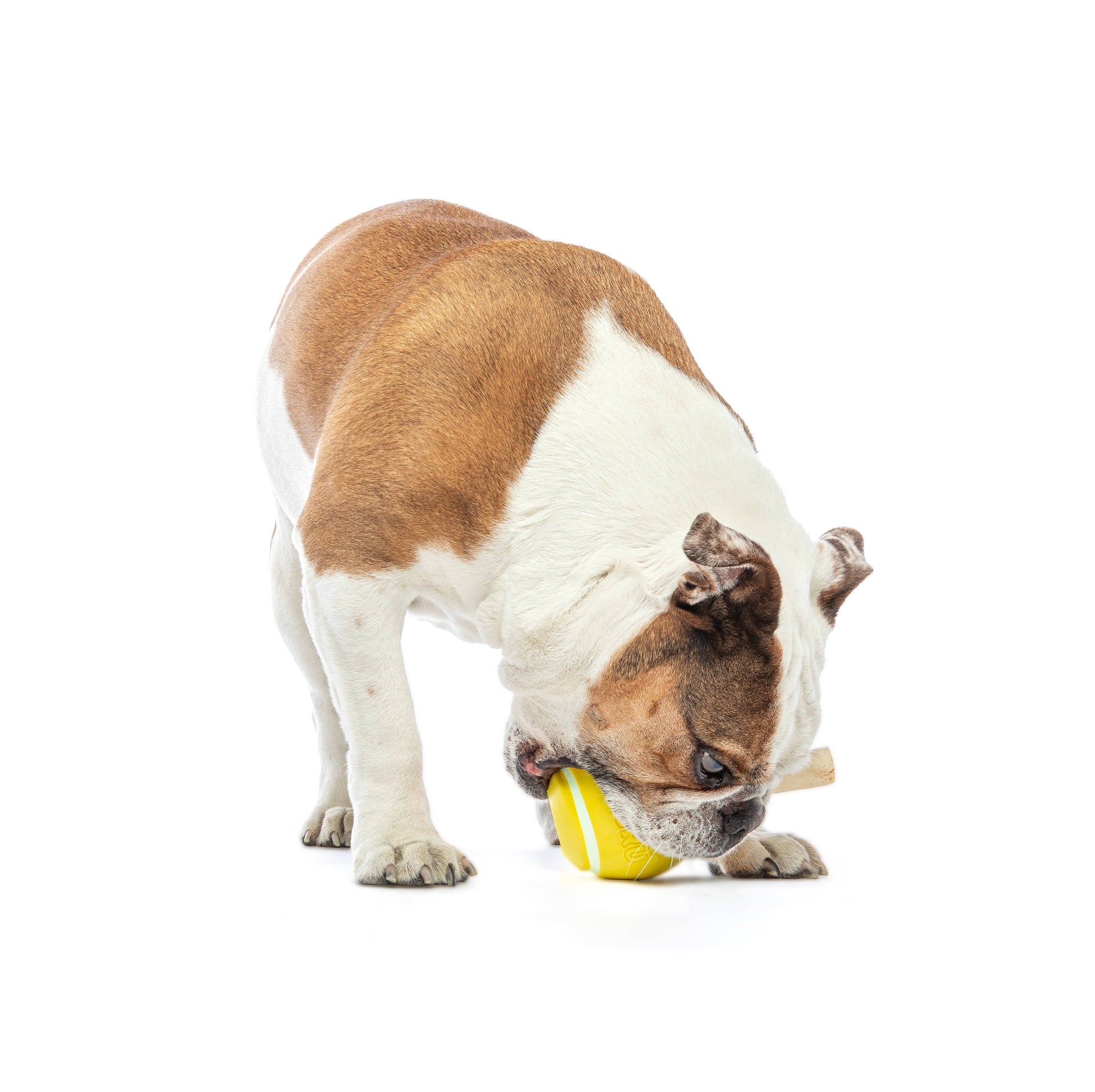GURU Pet Company Tennis Treat Ball Dog Chew Toy MED
