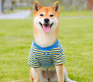 Striped Shirts