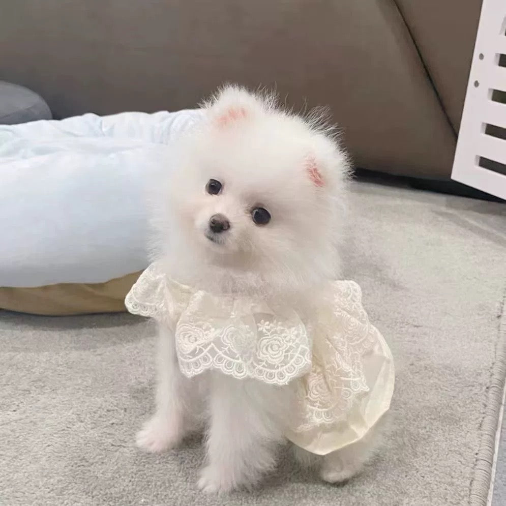 White Lace Dress Dog & Cat, Light Oatmeal