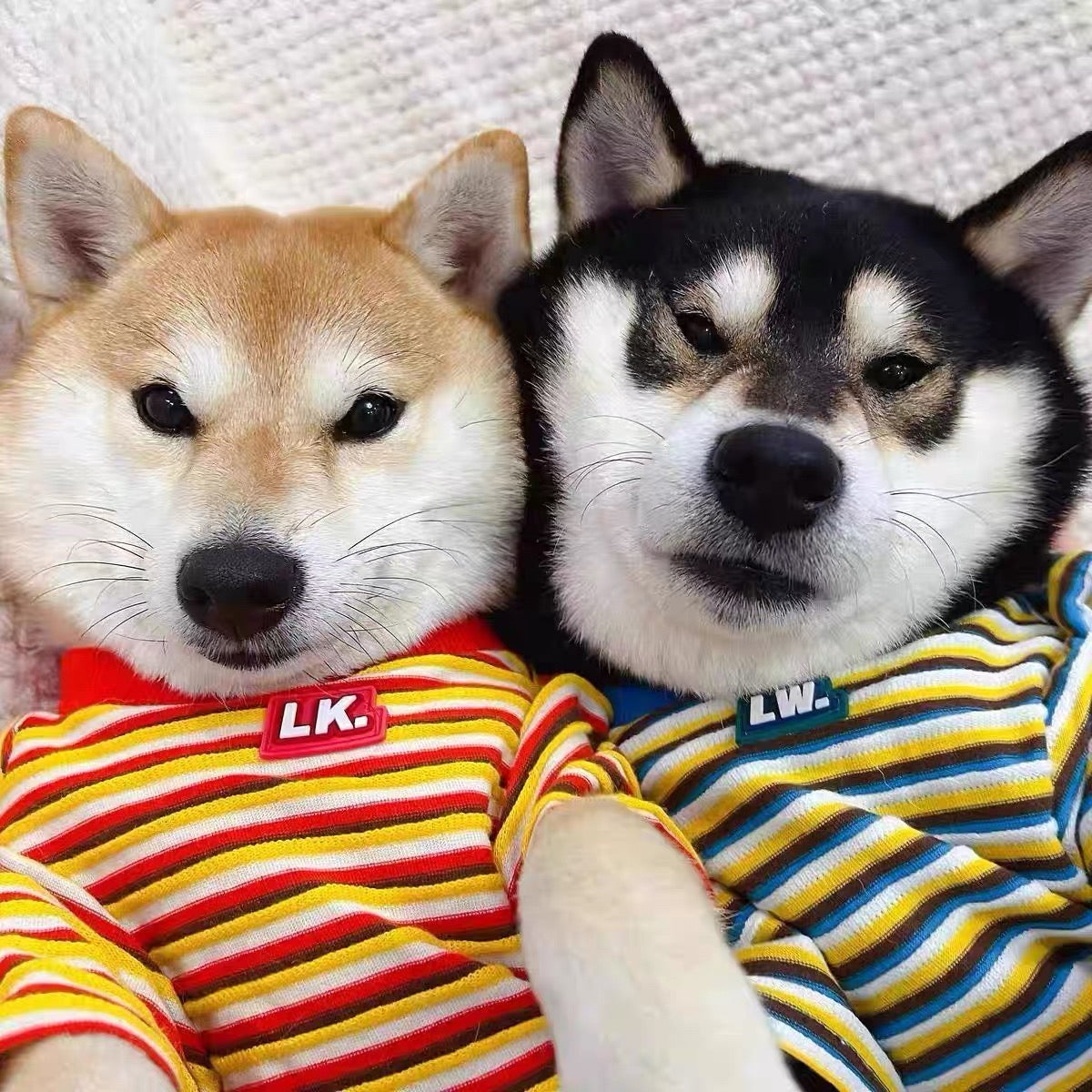 Striped Shirts
