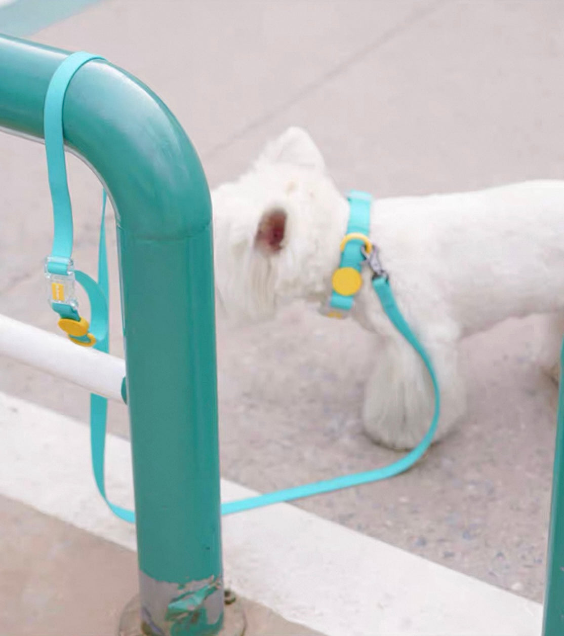 Waterproof collar and leash